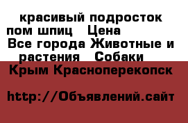 красивый подросток пом шпиц › Цена ­ 30 000 - Все города Животные и растения » Собаки   . Крым,Красноперекопск